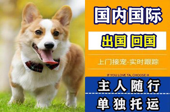 黔东南州宠物托运公司黔东南州宠物托运公司黔东南州宠物托运公司