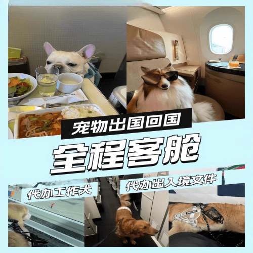 黔东南州宠物托运到白俄罗斯宠物入境规定和要求